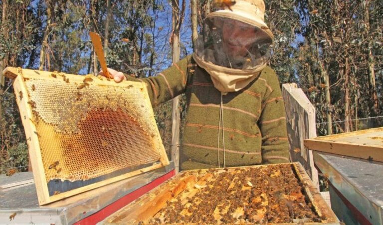 La producción de miel regional en medio de las inundaciones