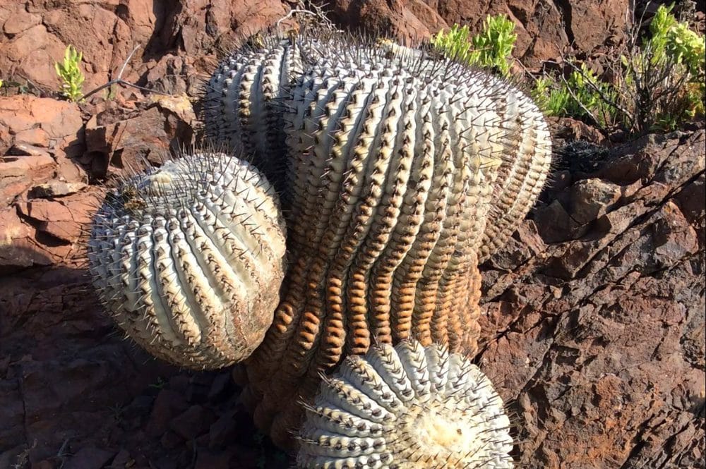 Actualizan lista mundial de especies en peligro de extinción: los cactus Copiapoa entre los más afectados