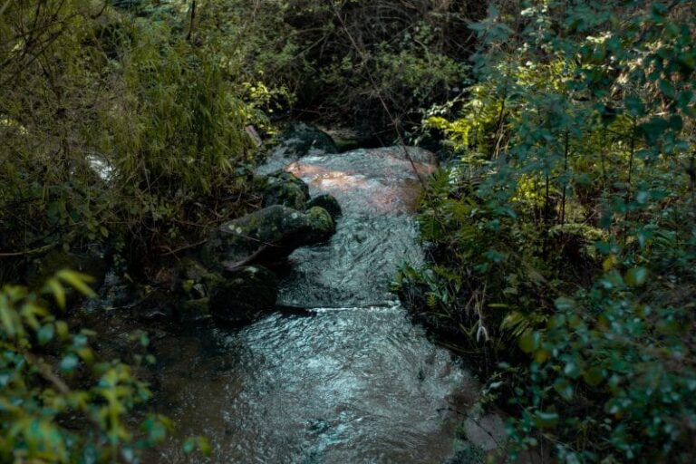 Parque Nacional Nonguén anuncia reapertura de sus puertas al público