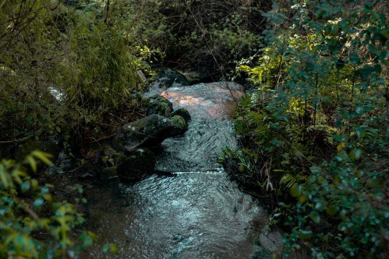 Parque Nacional Nonguén anuncia reapertura de sus puertas al público