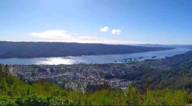 Vecinos de Chiguayante pretenden construir vivero de árboles nativos en el Cerro Manquimávida