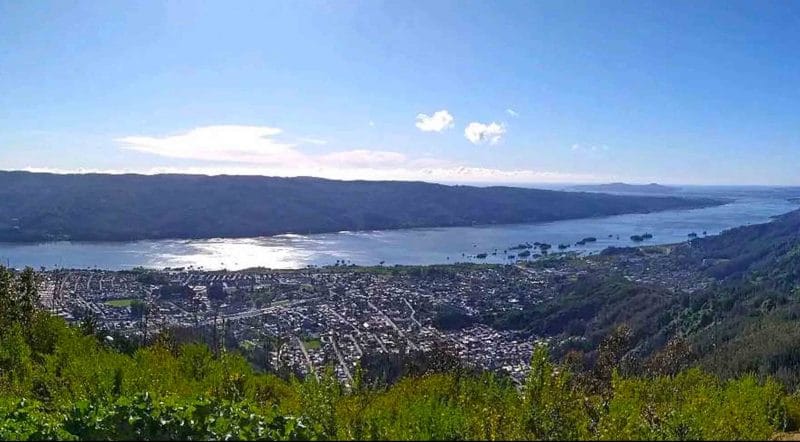 Vecinos de Chiguayante pretenden construir vivero de árboles nativos en el Cerro Manquimávida