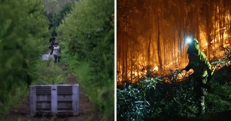 Suspenden faenas agrícolas y forestales en la provincia de Bío Bío por riesgo de incendios
