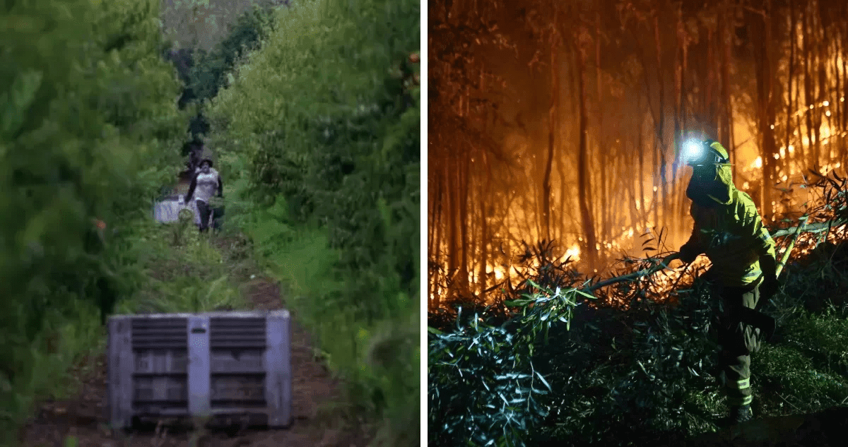 Suspenden faenas agrícolas y forestales en la provincia de Bío Bío por riesgo de incendios