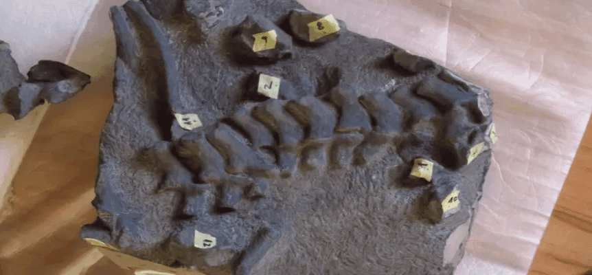 Descubren en pleno Desierto de Atacama a la primera especie de plesiosaurio hallada en Chile