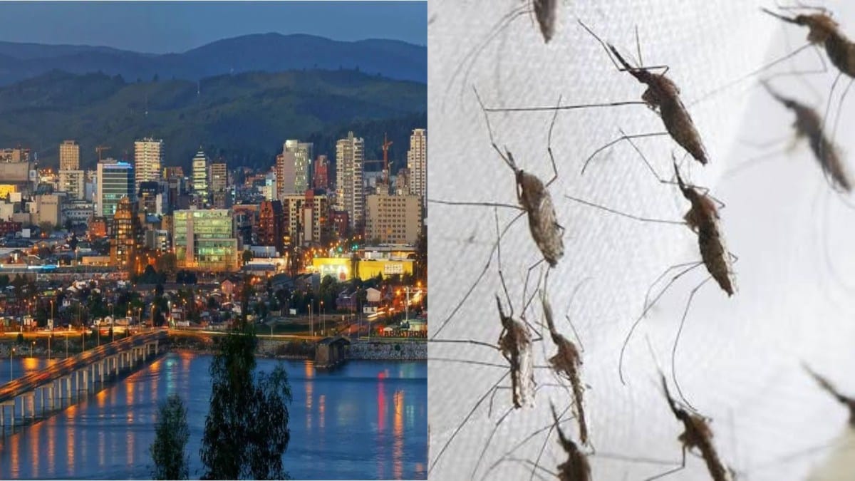 Alerta por PLAGA de ZANCUDOS en el Gran Concepción: Llaman a REFORZAR medidas de PREVENCIÓN