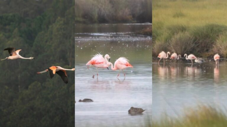 Simplemente HERMOSO: Captan bandada de FLAMENCOS en Hualpén
