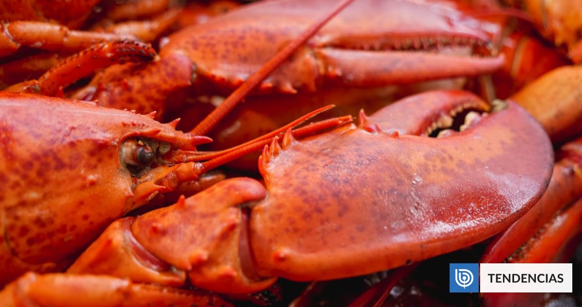Estudio remece la gastronomía: descubren que langostas sienten dolor y piden dejar de hervirlas vivas