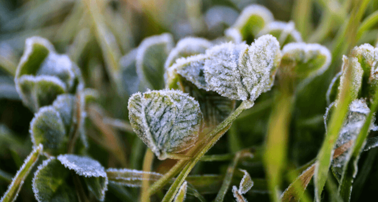 Emiten advertencia por heladas: temperaturas mínimas bajo cero este fin de semana