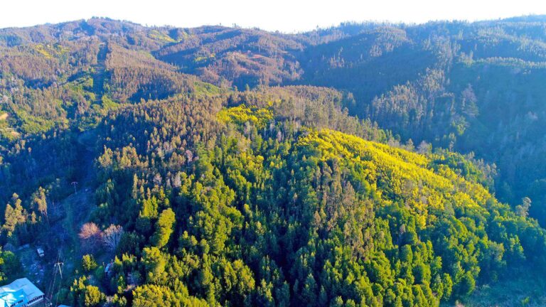 Tras incendio forestal: iniciarán plan de reforestación del Parque Nacional Nonguén