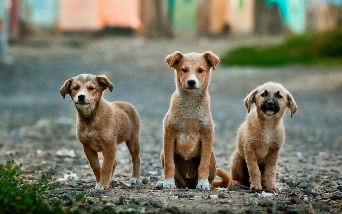 Informe propone que CARABINEROS y el SAG puedan aplicar EUTANASIA para CONTROLAR a perros ABANDONADOS