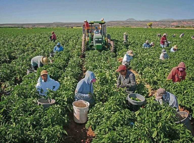 Minagri destina  mil millones para apoyar a pequeños agricultores por alza de insumos