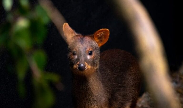 SAG libera fauna silvestre rehabilitada en Biobío tras aumento de rescates