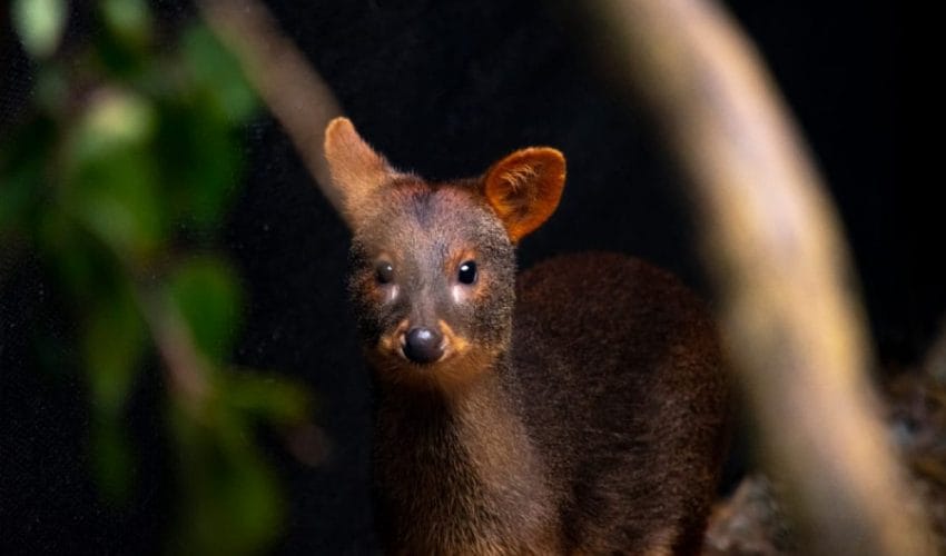 SAG libera fauna silvestre rehabilitada en Biobío tras aumento de rescates