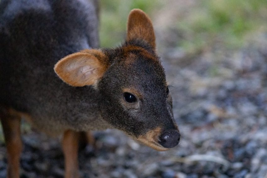 Aumentan hallazgos de fauna silvestre lesionada