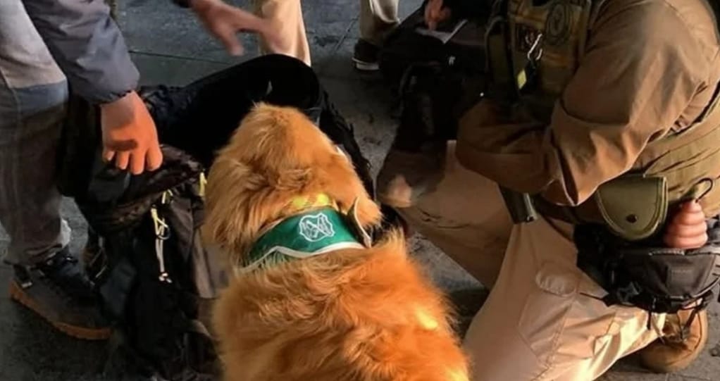 DETIENEN a sujeto que transportaba más de  MILLONES en Drogas en bus