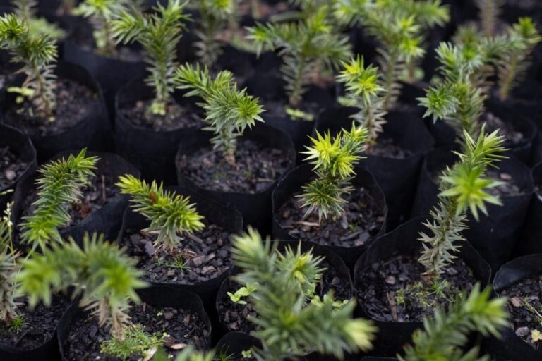 Día del Ingeniero Forestal: entregarán árboles nativos en UdeC este 9 de mayo