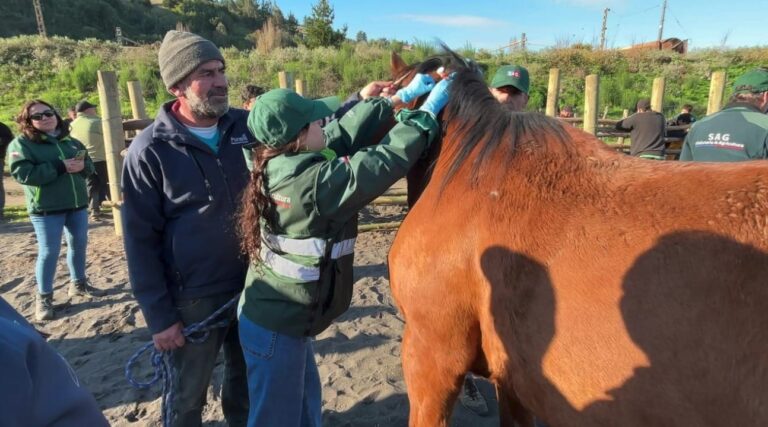 Realizan operativo a caballos para prevenir la Anemia Infecciosa Equina en Biobío