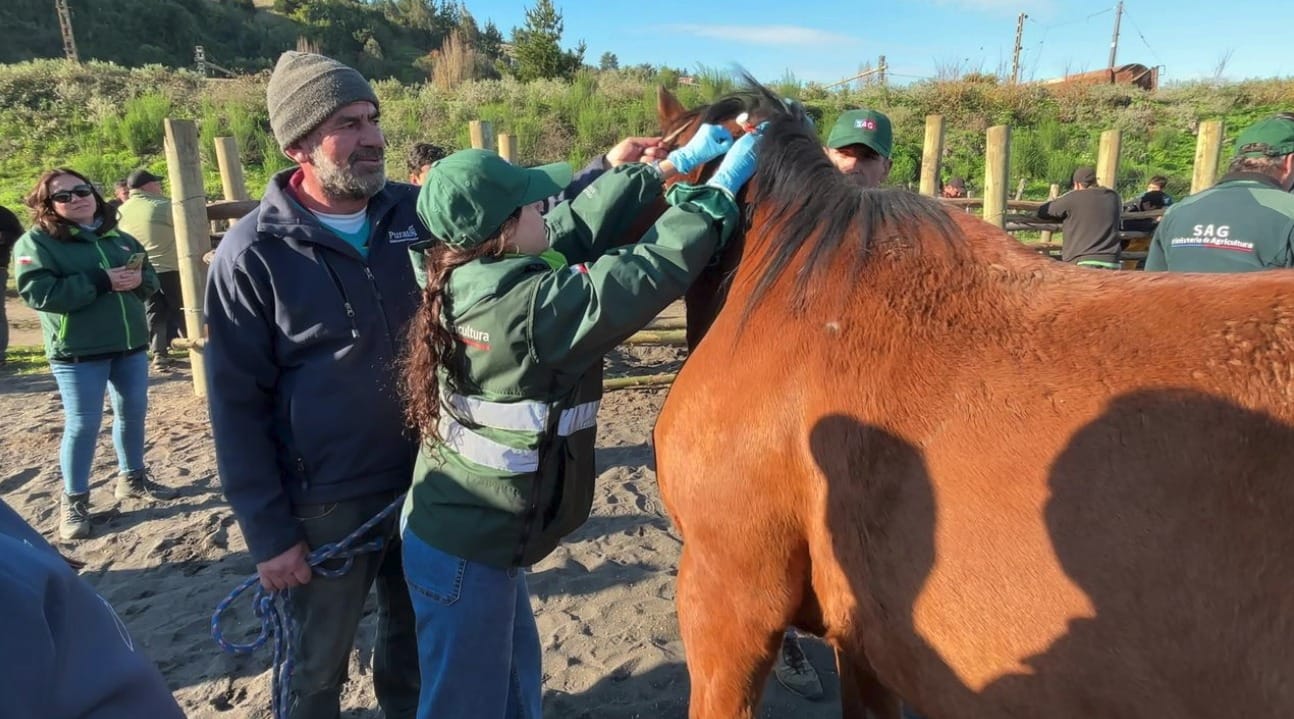 Realizan operativo a caballos para prevenir la Anemia Infecciosa Equina en Biobío