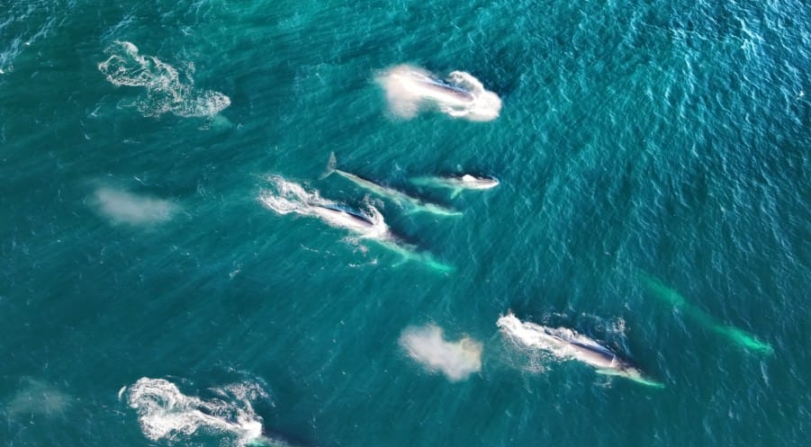 “Fue un sueño”: pescador del Biobío grabó desde un dron a siete ballenas fin