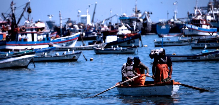 Tras caída en precios de jibia piden reabrir debate de pesca de arrastre y artesanales prenden alerta