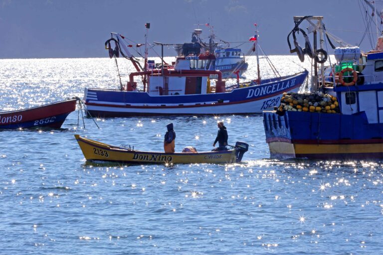 Cambio climático y desplazamiento de especies: explican baja presencia del jurel en el Biobío