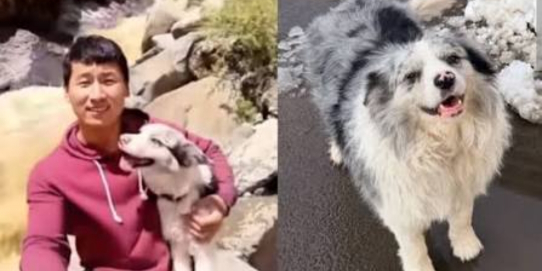 INDIGNANTE: perro INFLUENCER fue ROBADO, SACRIFICADO y habría TERMINADO SERVIDO en un RESTAURANTE