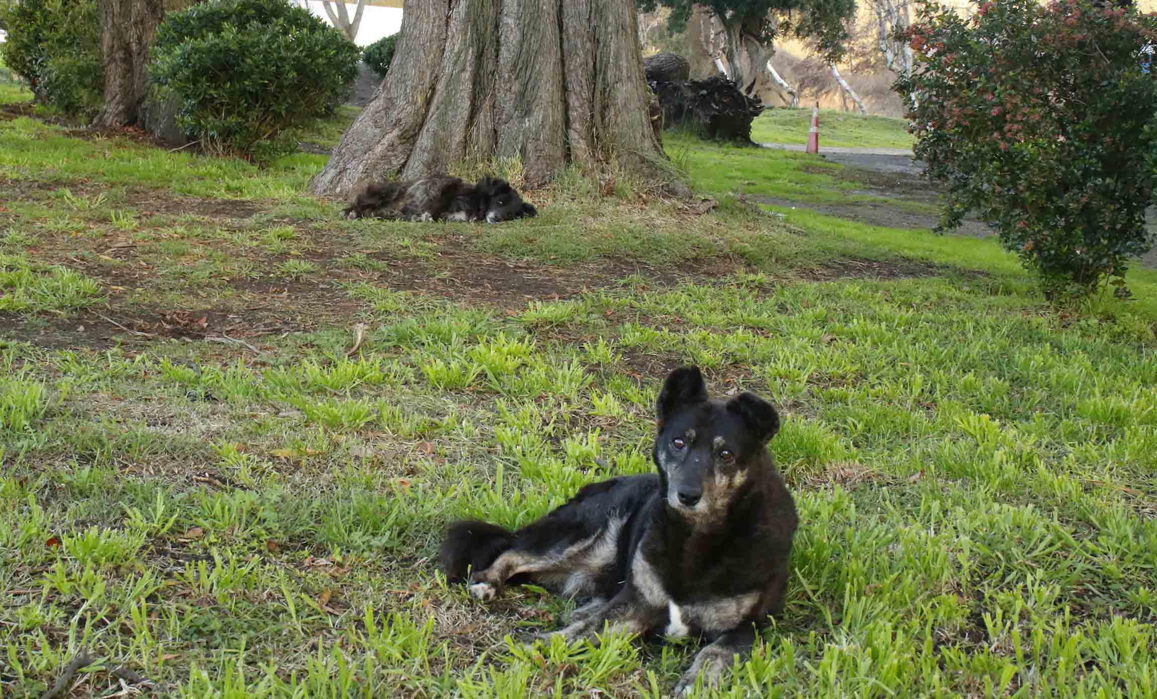 Denuncian presencia de perros sueltos y basura en Laguna Grande de San Pedro de la Paz
