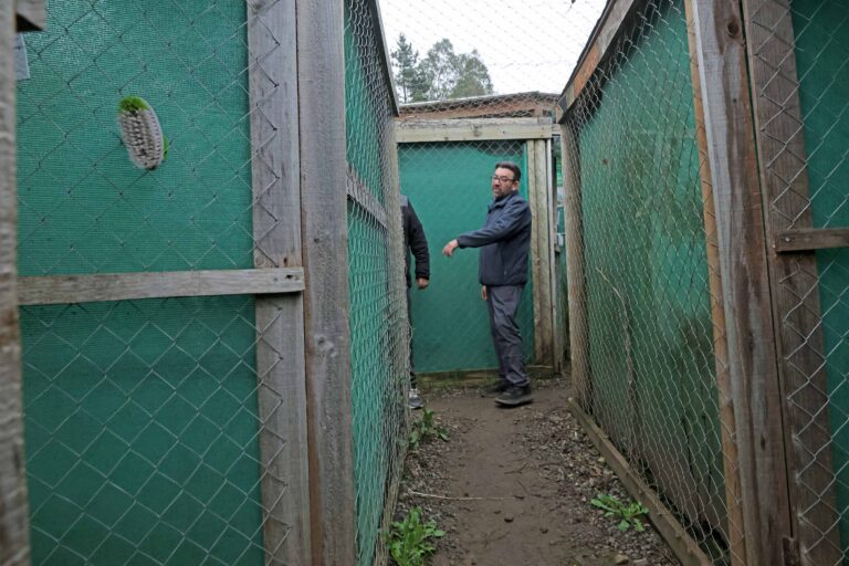 Trágica muerte de aves silvestres en Tomé: fundación apela a la tenencia responsable de animales