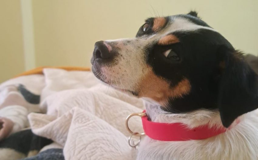 Ingreso de mascotas a Chile: buscan veterinarios para realizar exámenes y vacunaciones