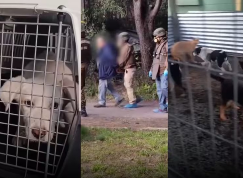 DETIENEN a hombre por presunto MALTRATO ANIMAL: RESCATAN 19 mascotas en ESTADO de ABANDONO