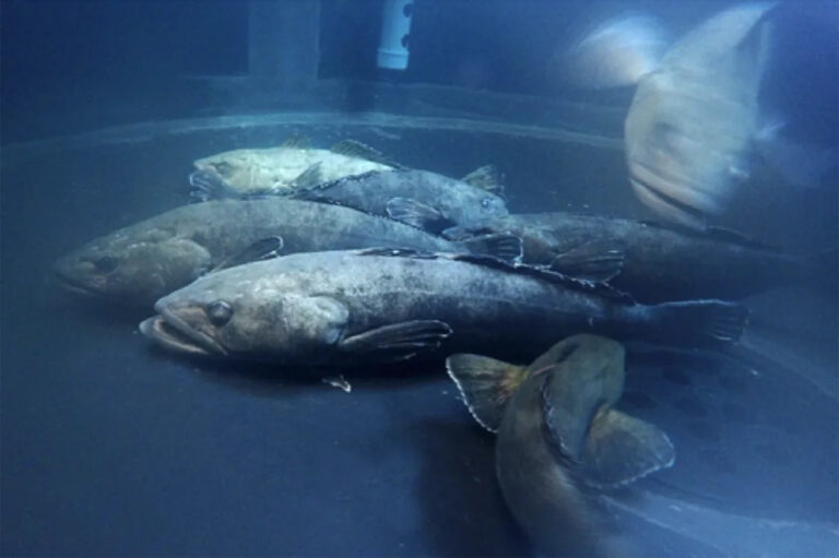 Ciencia UdeC logra mantener el bacalao de profundidad vivo en cautiverio para avanzar en protección