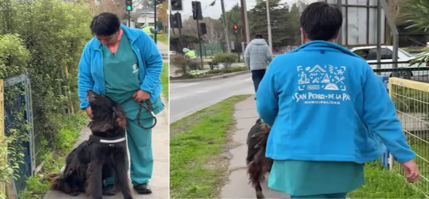 Llaman a adoptar a animales de veterinaria municipal de San Pedro de la Paz caniles están llenos