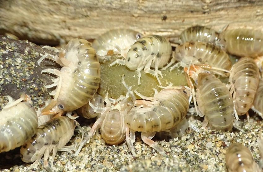 Descubren nueva especie endémica de pulgas de playa en Isla Mocha y en distintas partes del sur del país