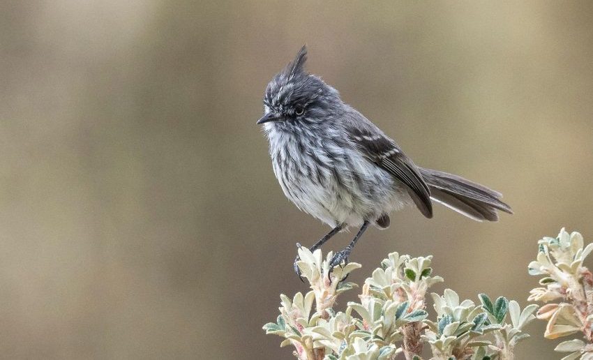 Hualqui invita a participar en concurso fotográfico sobre flora y fauna nativa