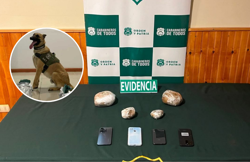 Olfato policial: can detector halla droga camuflada en café en Ñuble