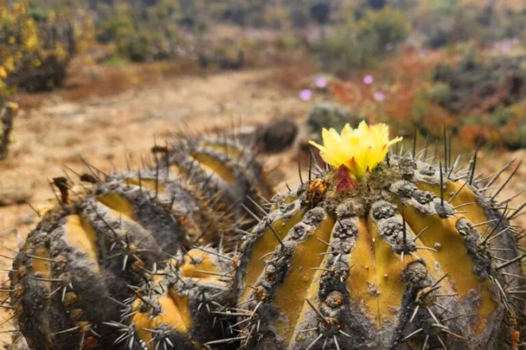 Nueva entrega de Flora de Chile describe 144 especies de cactáceas del país