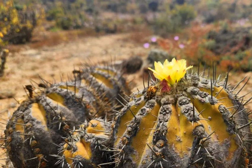 Nueva entrega de Flora de Chile describe 144 especies de cactáceas del país