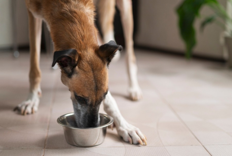 Consejos para optimizar el presupuesto de alimentación y salud de perros y gatos