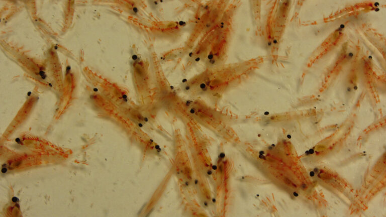 Un hallazgo local sobre el krill abre nuevas perspectivas para la conservación marina