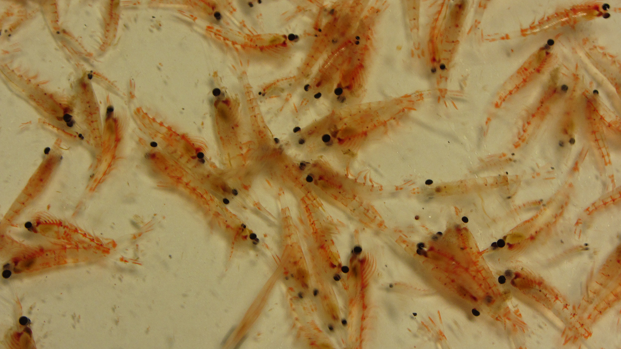 Un hallazgo local sobre el krill abre nuevas perspectivas para la conservación marina