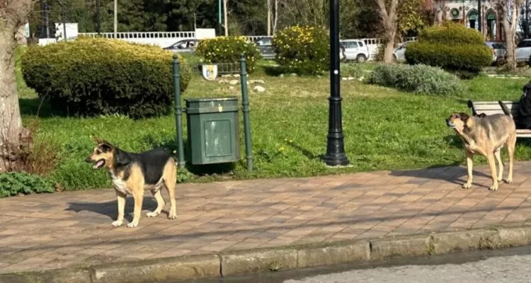 Inician catastro por denuncias de jaurías de perros en sector Parque de Lota