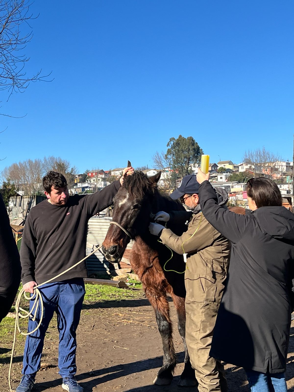 Tras caso de maltrato animal: inspeccionan estado de salud de equino en Talcahuano