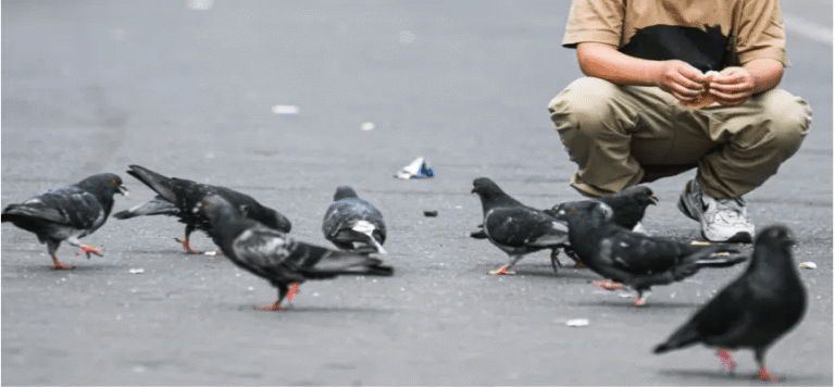 ¿Qué enfermedades pueden transmitir las palomas a humanos? Concepción multará a quienes las alimenten