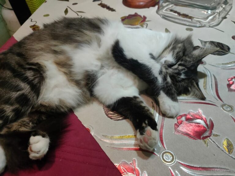 Recomendaciones para resguardar salud de las mascotas en invierno