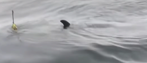Pescadores artesanales liberan a orca atrapada frente a las costas de Coronel