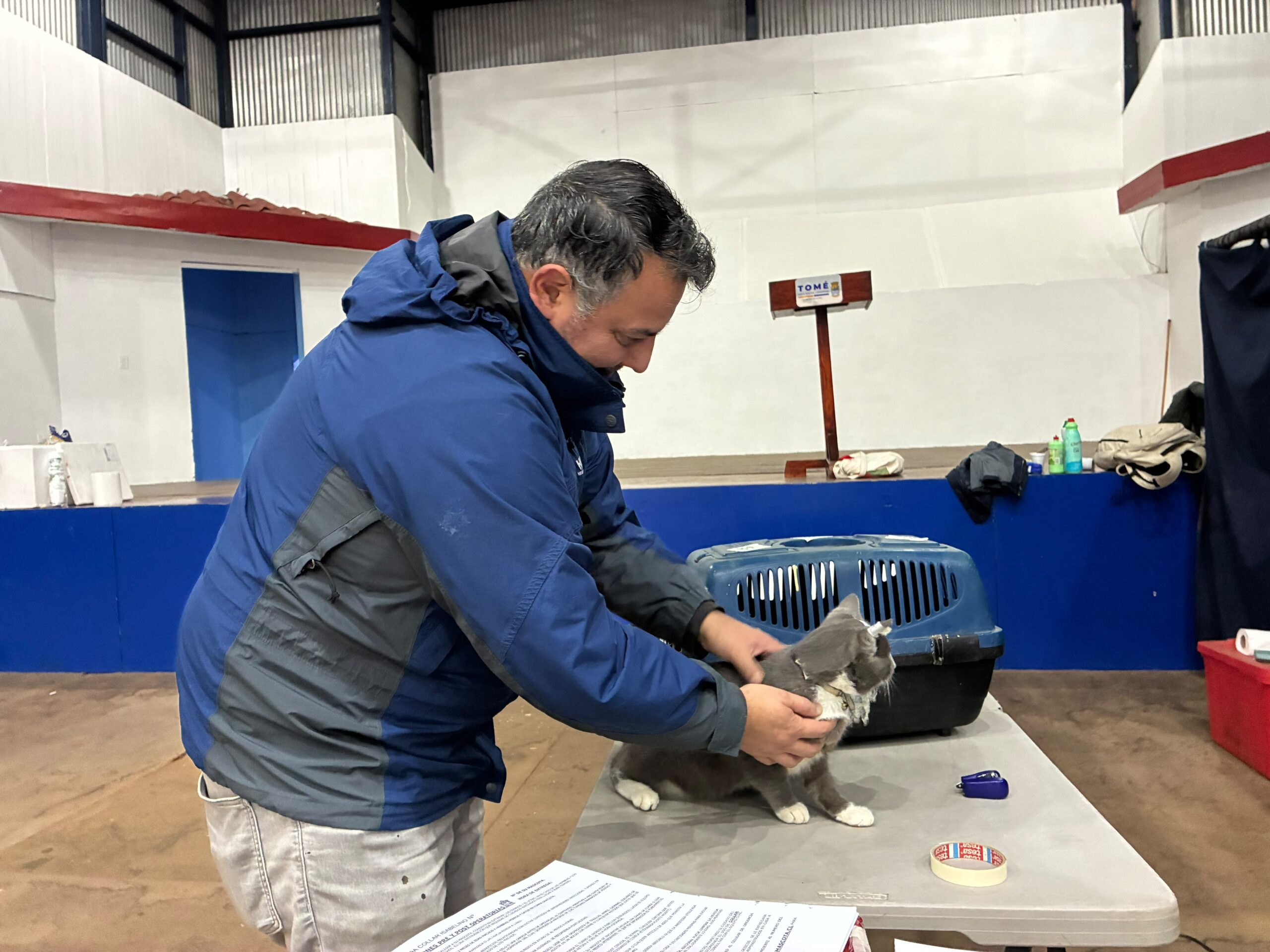 Realizan operativo masivo de esterilización para 1.500 mascotas en Tomé