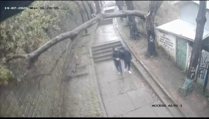 Árbol cayó sobre adolescente en Lota en medio de sistema frontal