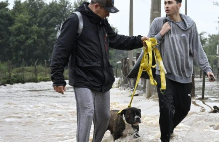 Colegio de Veterinarios recomienda medidas de cuidado de animales ante sistema frontal
