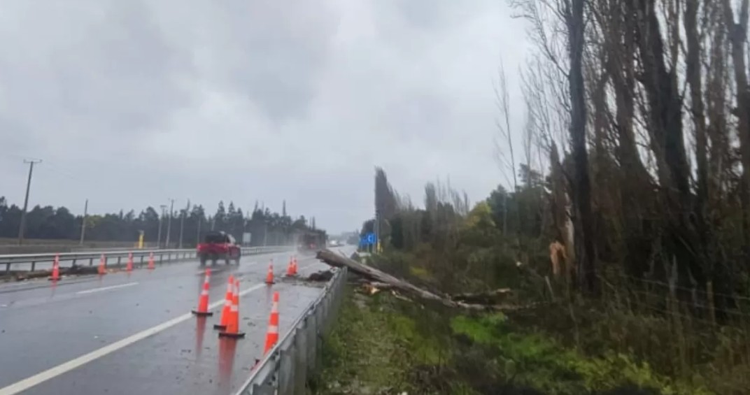 Trabajador muere tras caída de árbol durante labores por sistema frontal en Negrete